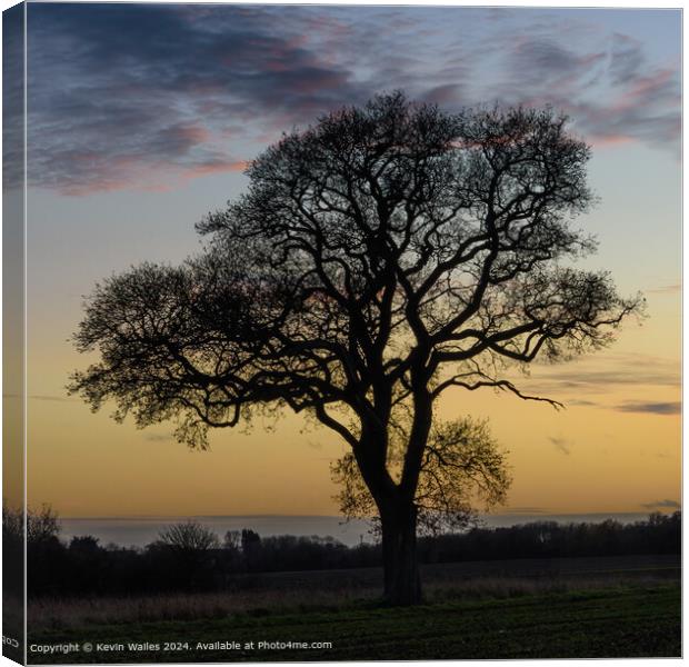 Silhouetted tree Canvas Print by Kevin Wailes