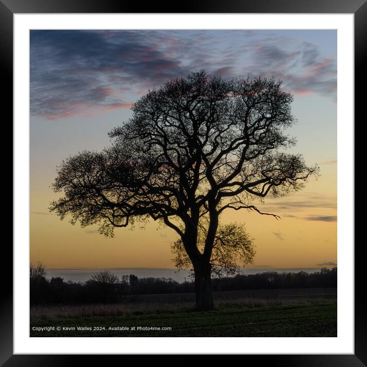 Silhouetted tree Framed Mounted Print by Kevin Wailes