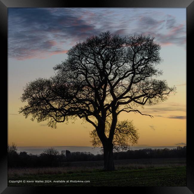 Silhouetted tree Framed Print by Kevin Wailes
