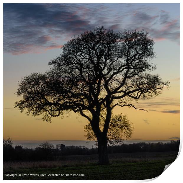 Silhouetted tree Print by Kevin Wailes