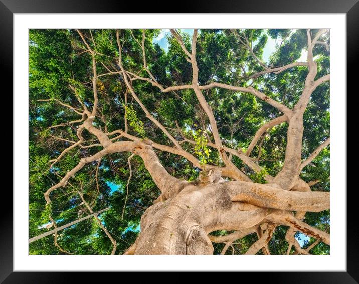 View from below into the branches and foliage of a very old gnarled tree like something out of a fai Framed Mounted Print by Michael Piepgras