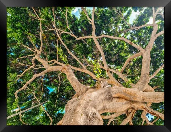 View from below into the branches and foliage of a very old gnarled tree like something out of a fai Framed Print by Michael Piepgras