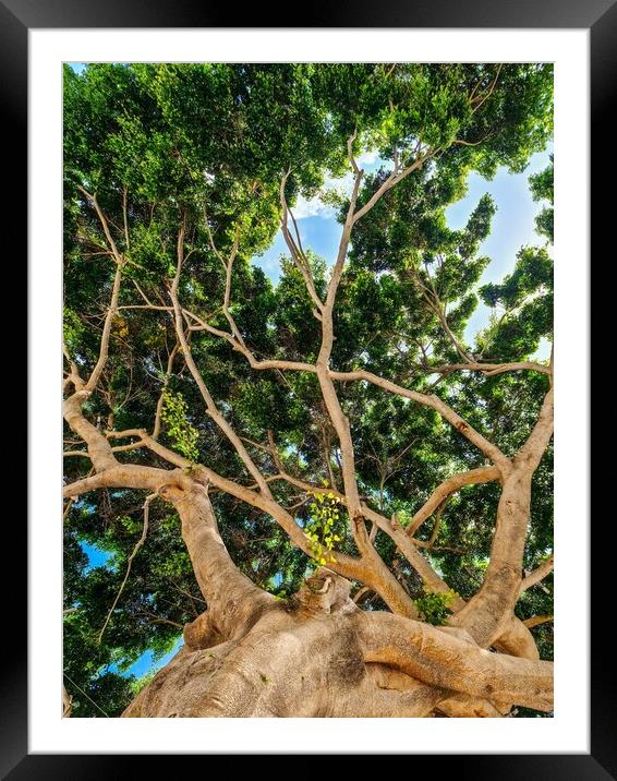 View from below into the branches and foliage of a very old gnarled tree like something out of a fai Framed Mounted Print by Michael Piepgras