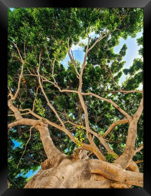 View from below into the branches and foliage of a very old gnarled tree like something out of a fai Framed Print by Michael Piepgras