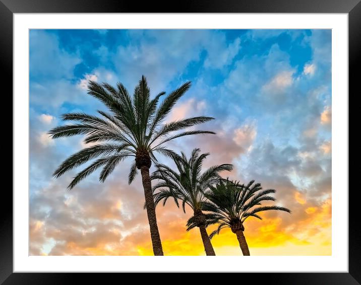 A beautiful palm tree in front of a dreamlike sky on Tenerife. Framed Mounted Print by Michael Piepgras