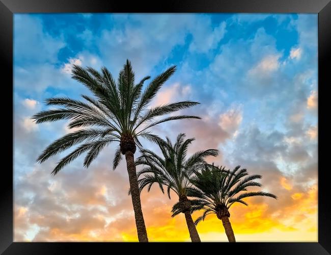 A beautiful palm tree in front of a dreamlike sky on Tenerife. Framed Print by Michael Piepgras