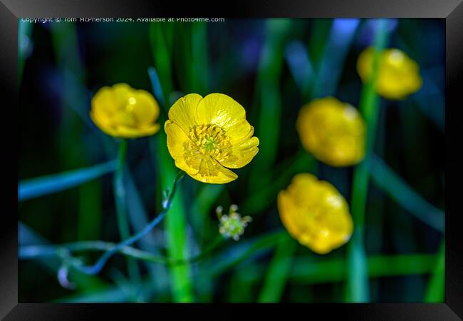 Buttercups  Framed Print by Tom McPherson