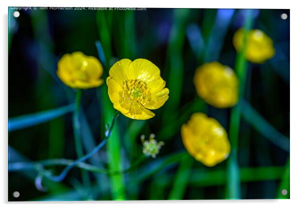 Buttercups  Acrylic by Tom McPherson