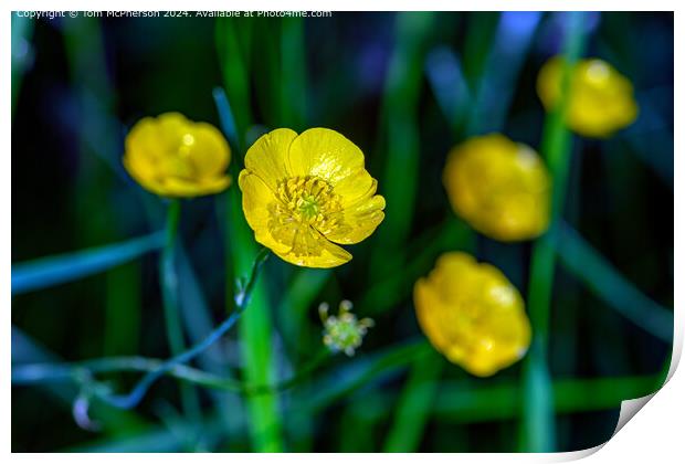 Buttercups  Print by Tom McPherson