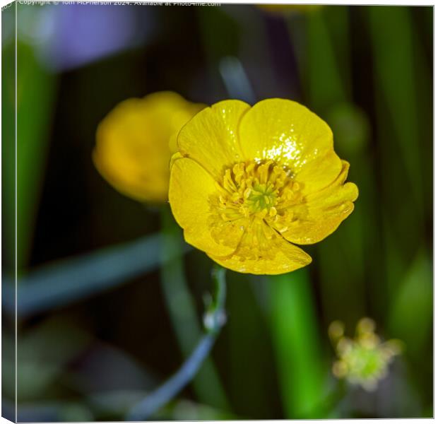 Buttercup Canvas Print by Tom McPherson