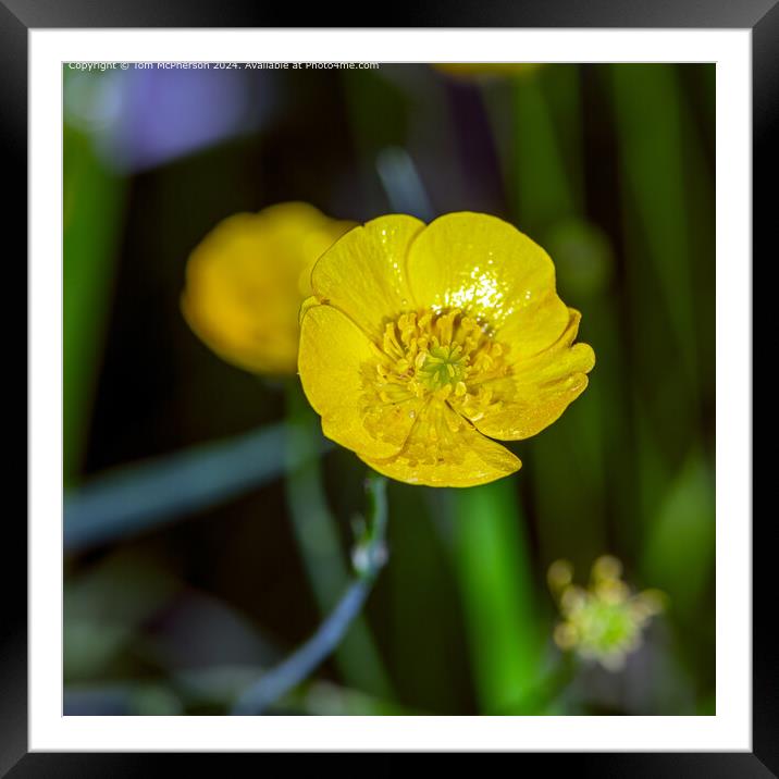Buttercup Framed Mounted Print by Tom McPherson