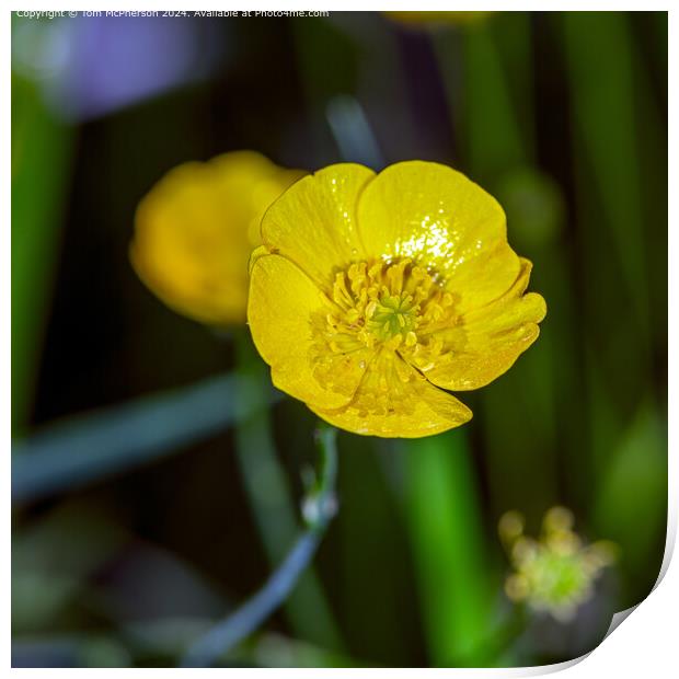 Buttercup Print by Tom McPherson