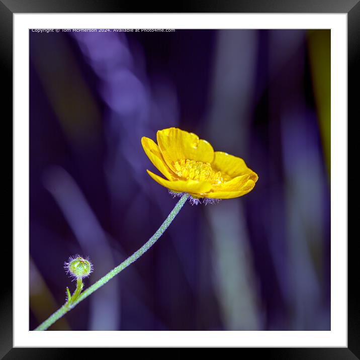 Single Buttercup macro Framed Mounted Print by Tom McPherson