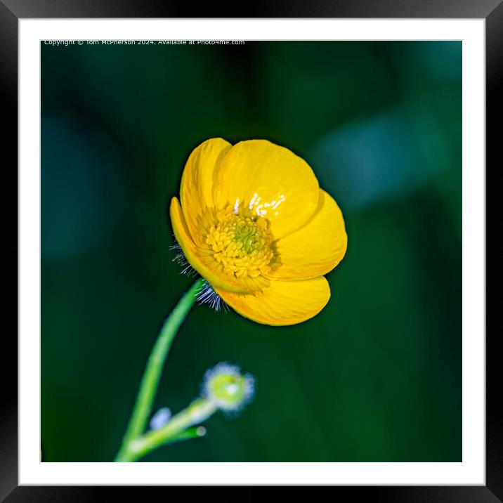 Buttercup macro Framed Mounted Print by Tom McPherson