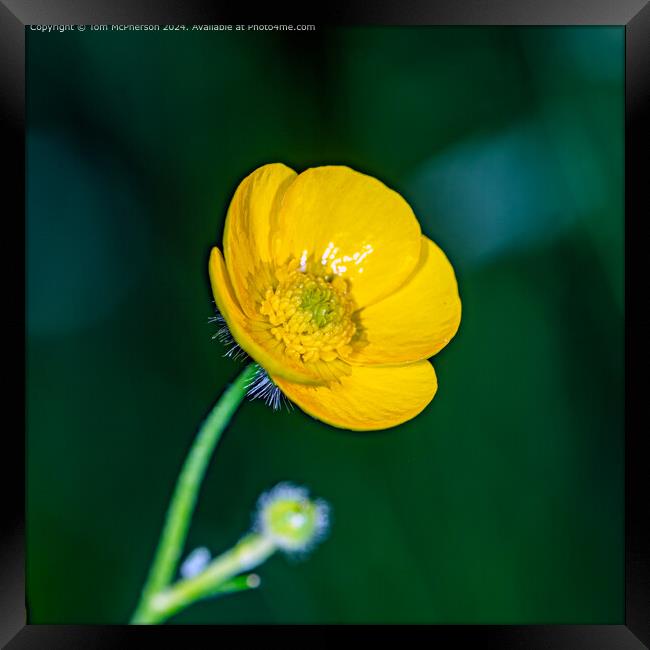 Buttercup macro Framed Print by Tom McPherson