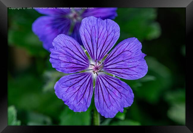 A Geranium hybrid Framed Print by Tom McPherson