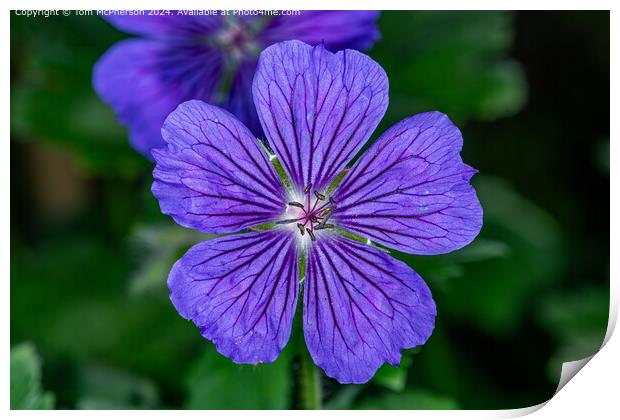 A Geranium hybrid Print by Tom McPherson