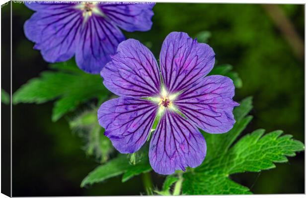 Geranium hybrid Canvas Print by Tom McPherson