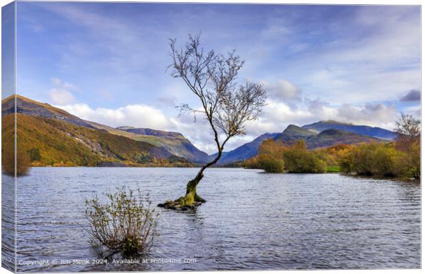 The Lone Tree at Llyn Padarn Canvas Print by Jim Monk