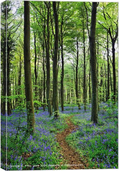 Footpath through the Bluebell Wood. Canvas Print by Philip Veale