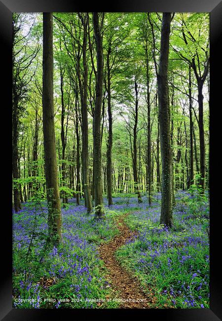 Footpath through the Bluebell Wood. Framed Print by Philip Veale