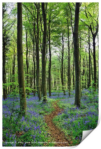 Footpath through the Bluebell Wood. Print by Philip Veale