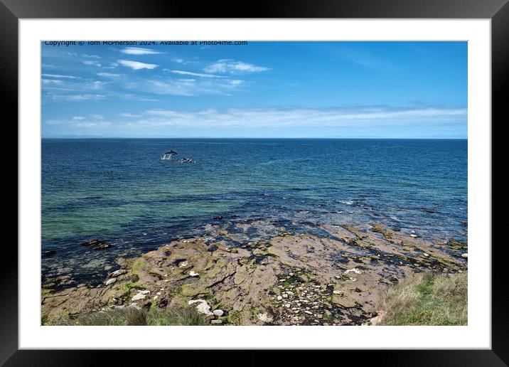 Moray Firth Dolphins at Burghead Framed Mounted Print by Tom McPherson