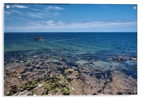 The Moray Firth Dolphins  Acrylic by Tom McPherson