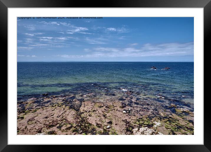 The Moray Firth Dolphins  Framed Mounted Print by Tom McPherson