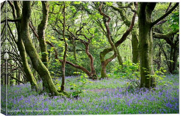 Twisted Tree in Bluebell Wood. Canvas Print by Philip Veale