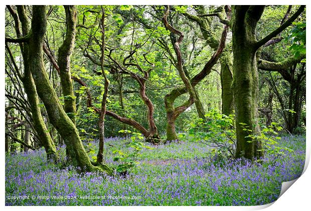 Twisted Tree in Bluebell Wood. Print by Philip Veale