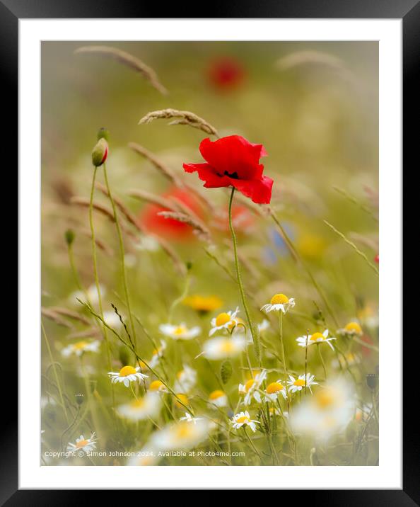 Sunlit  wind blown Poppy  Cotswolds Gloucestershire  Framed Mounted Print by Simon Johnson