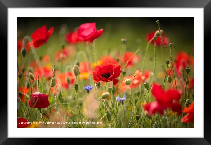 Sunlit  wind blown Poppy  Cotswolds Gloucestershire  Framed Mounted Print by Simon Johnson
