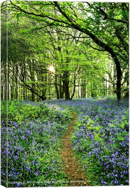 Bluebells in Spring Sunshine at the Coed Cefn Nature Reserve. Canvas Print by Philip Veale