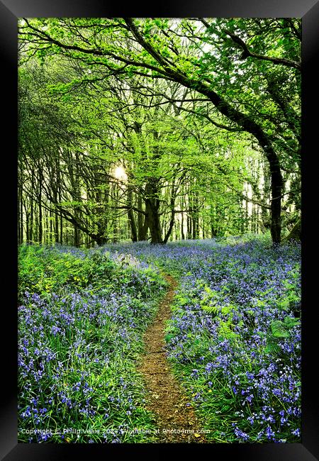 Bluebells in Spring Sunshine at the Coed Cefn Nature Reserve. Framed Print by Philip Veale