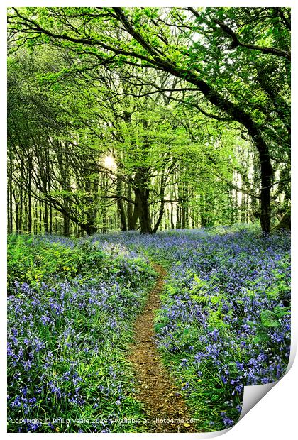 Bluebells in Spring Sunshine at the Coed Cefn Nature Reserve. Print by Philip Veale