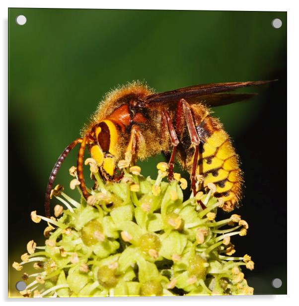 European Hornet feeding on ivy Acrylic by Ian Duffield