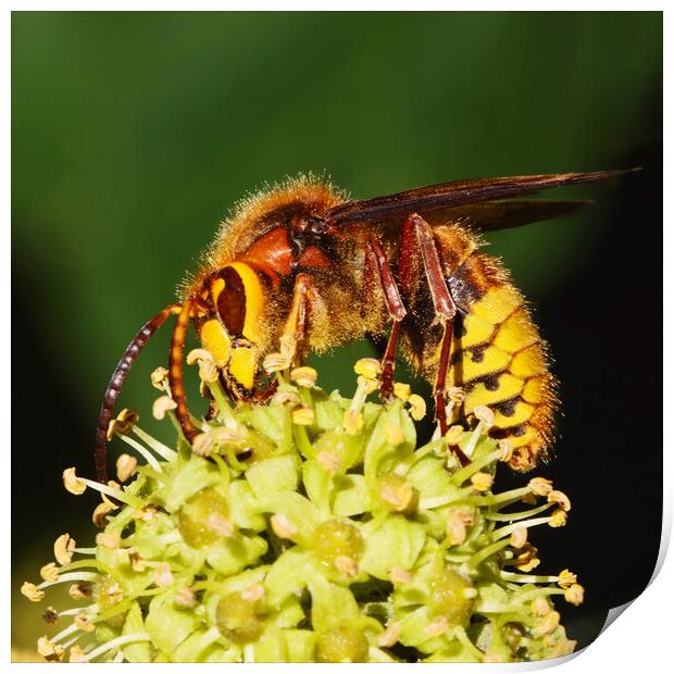 European Hornet feeding on ivy Print by Ian Duffield