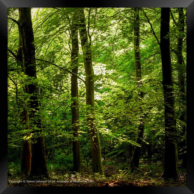 sunlit woodland, early morning sunlight in the woods Framed Print by Simon Johnson