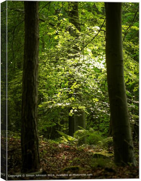 sunlit woodland, early morning sunlight in the woods Canvas Print by Simon Johnson