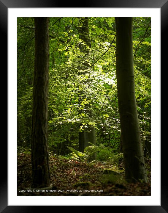 sunlit woodland, early morning sunlight in the woods Framed Mounted Print by Simon Johnson