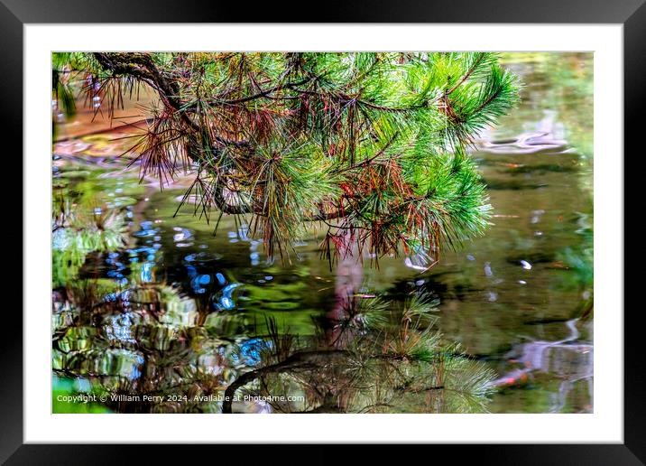 Colorful Pine Needles Green Blue Water Reflection Abstract Heian Shrine Kyoto Framed Mounted Print by William Perry