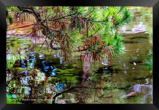 Colorful Pine Needles Green Blue Water Reflection Abstract Heian Shrine Kyoto Framed Print by William Perry
