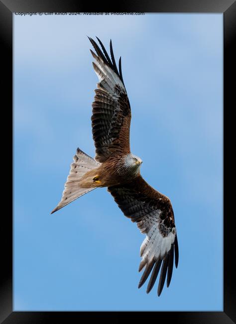 Red Kite in Flight Framed Print by Cliff Kinch