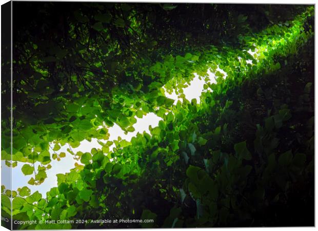 Abstract tree canopy Canvas Print by Matt Cottam