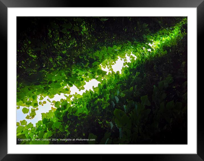 Abstract tree canopy Framed Mounted Print by Matt Cottam