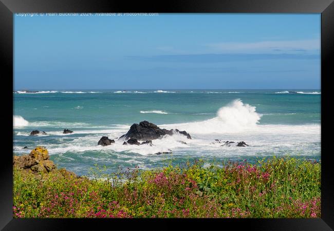 Rough Seas and Wildflowers on Guernsey Coast Framed Print by Pearl Bucknall