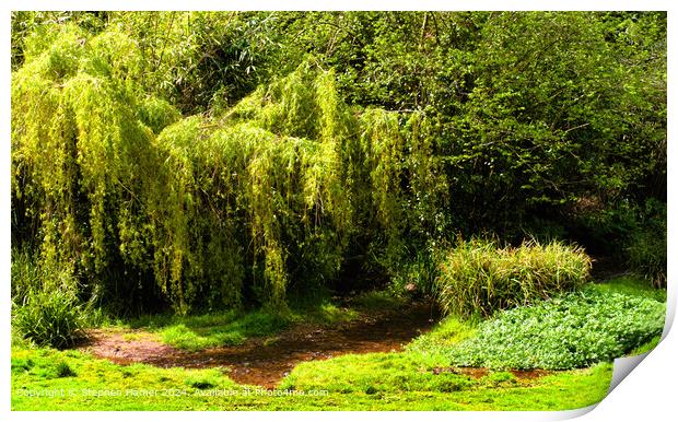 weeping willow Print by Stephen Hamer