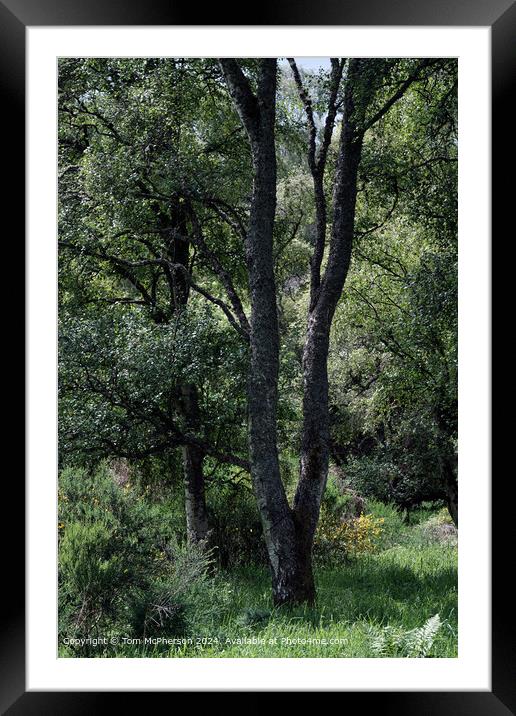 A walk in the woods  Framed Mounted Print by Tom McPherson