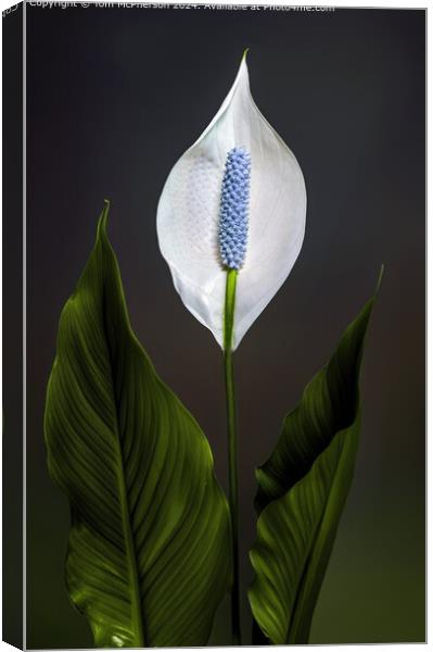 Peace lily Canvas Print by Tom McPherson